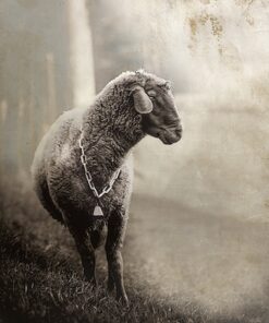 Sheep