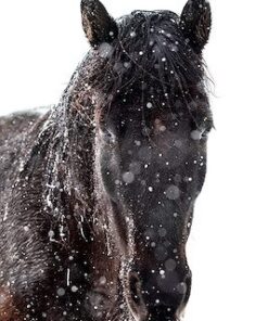 Enchanted IV